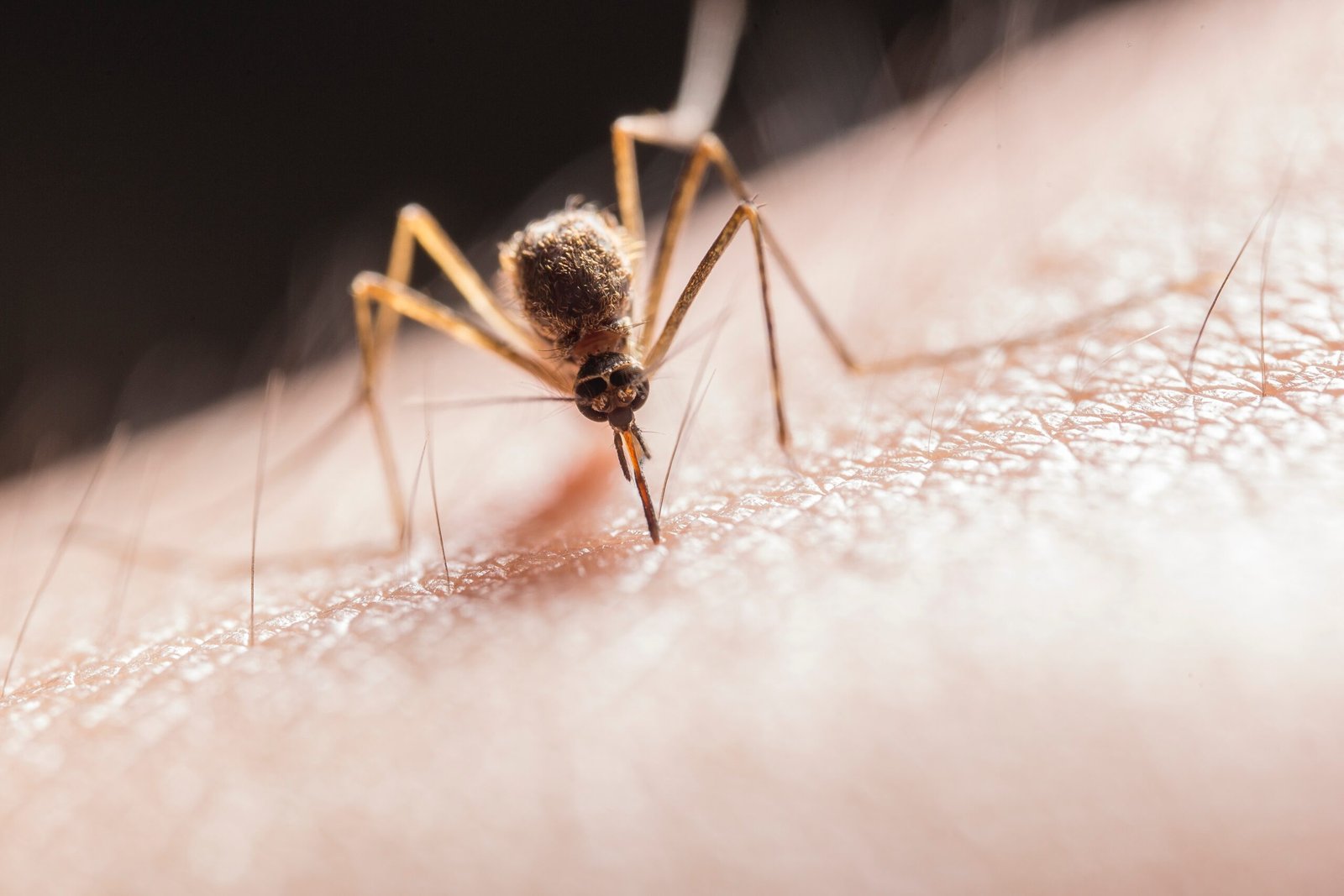 Mosquito Bite Prevention: Essential Tips for Bite-Free Travel