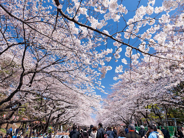 ueno park tokyo, A Journey Through the Top 10 Must Visit Places in Tokyo